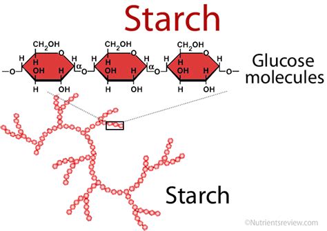 how are proteins similar to starch